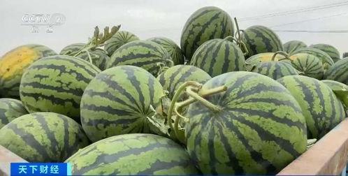 瓜老师最新吃瓜,揭秘娱乐圈幕后风云  第3张