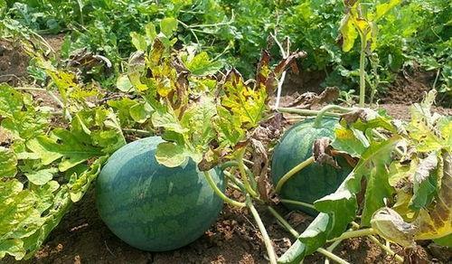 这瓜真不建议吃,这瓜真不建议食用,原因令人担忧 第1张 这瓜真不建议吃,这瓜真不建议食用,原因令人担忧 第1张