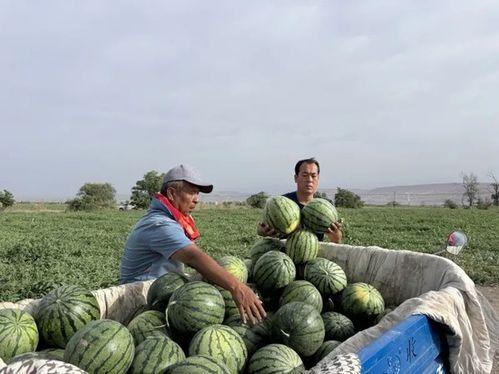 阜新吃瓜,吃瓜群众的味蕾盛宴
