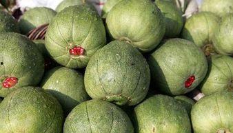 小朋友吃甜瓜怎么挑瓜,小朋友挑瓜秘籍 第3张 小朋友吃甜瓜怎么挑瓜,小朋友挑瓜秘籍 第3张