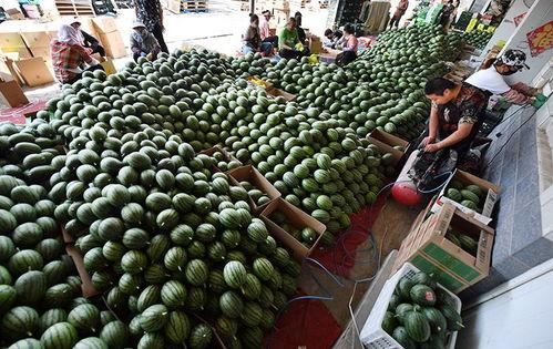 北京庞各庄吃瓜,北京郊外吃瓜体验记