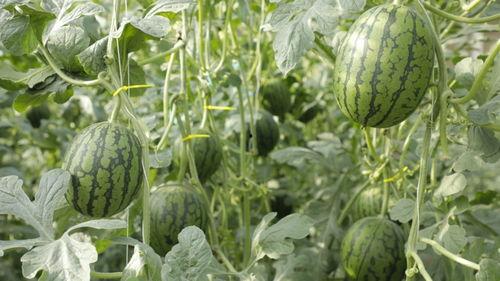 北京庞各庄吃瓜,北京郊外吃瓜体验记