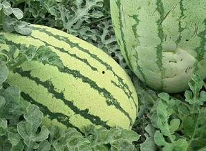 吃瓜网怎么没有邢台的瓜,揭秘吃瓜网为何缺席的神秘瓜源  第1张