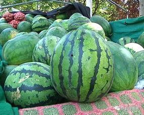 吃瓜网怎么没有邢台的瓜,揭秘吃瓜网为何缺席的神秘瓜源  第2张