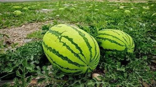 吃瓜网怎么没有邢台的瓜,揭秘吃瓜网为何缺席的神秘瓜源  第3张