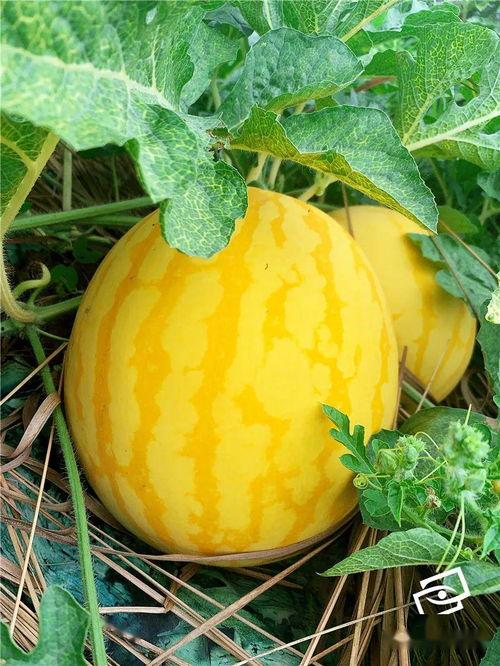 海仔吃瓜,揭秘娱乐圈那些不为人知的幕后故事