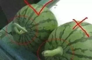 吃瓜的正确挑瓜方法,教你如何挑选完美吃瓜