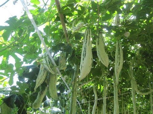 老鼠瓜点吃,探寻传统美食的独特魅力