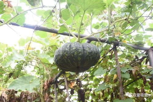 西安工业吃瓜,吃瓜群众眼中的热辣焦点