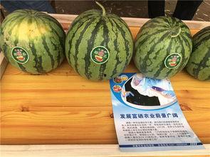 农村版儿童吃瓜,农村版儿童快乐吃瓜时光