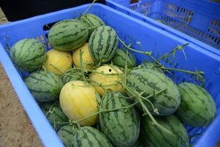 吃瓜群柳州,揭秘当地美食文化趣闻 第2张 吃瓜群柳州,揭秘当地美食文化趣闻 第2张