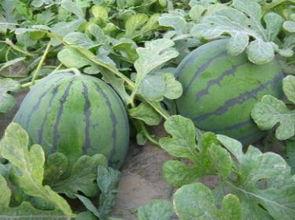 柳州江边吃瓜,悠闲吃瓜时光  第3张