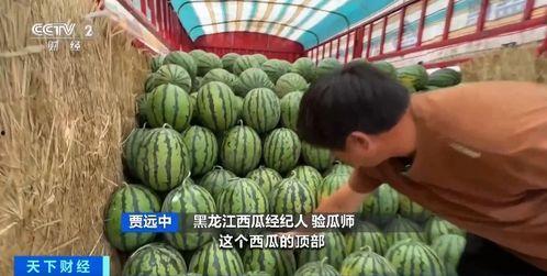 盐官吃瓜,吃瓜群众的狂欢时光