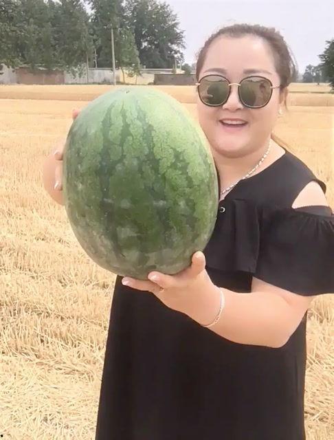 瓜地里吃西瓜场景,共享甜蜜时光