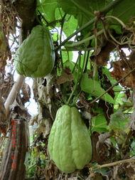 佛手瓜怎么泡着吃,传统养生新吃法揭秘