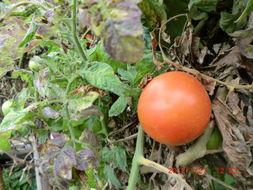 佛手瓜怎么泡着吃,传统养生新吃法揭秘