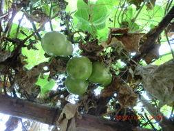 佛手瓜怎么泡着吃,传统养生新吃法揭秘