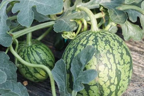 瓜哥吃瓜时间,揭秘娱乐圈那些不为人知的幕后故事