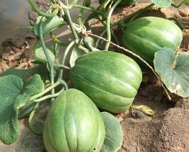 今日吃瓜人人吃瓜,全民共享吃瓜盛宴  第1张