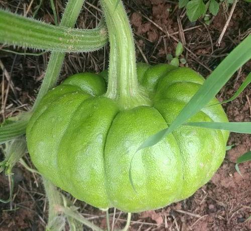 今日吃瓜人人吃瓜,全民共享吃瓜盛宴  第2张