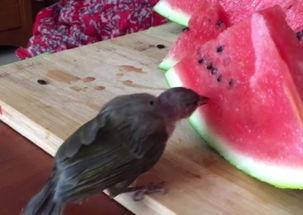 普通小鸟吃瓜,小鸟的瓜田奇遇记 第1张 普通小鸟吃瓜,小鸟的瓜田奇遇记 第1张