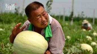 河北威县吃瓜事件视频,一场网络热议背后的真相揭秘 第2张 河北威县吃瓜事件视频,一场网络热议背后的真相揭秘 第2张