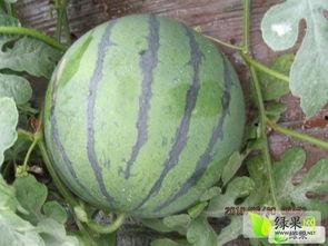 河北威县吃瓜事件视频,一场网络热议背后的真相揭秘 第3张 河北威县吃瓜事件视频,一场网络热议背后的真相揭秘 第3张