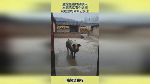 吃瓜看监控,揭秘幕后真相  第1张