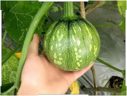 湖南美术专升本吃瓜,吃瓜群众揭秘艺术类专升本那些事儿 第1张 湖南美术专升本吃瓜,吃瓜群众揭秘艺术类专升本那些事儿 第1张