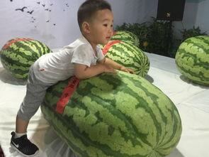 马村吃瓜事件,一场引发热议的网络狂欢