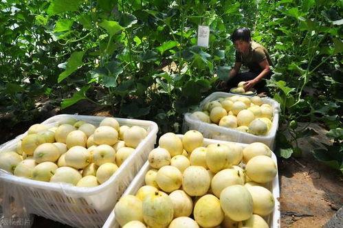 老面瓜咋吃,传统美食新体验