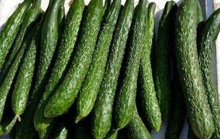 吃苏瓜可以减肥吗,天然美食助你轻松瘦身！”