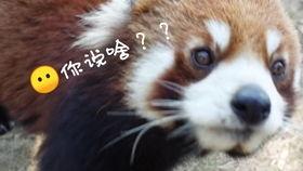 馍馍吃瓜事件,网络舆论的狂欢与反思 第1张 馍馍吃瓜事件,网络舆论的狂欢与反思 第1张