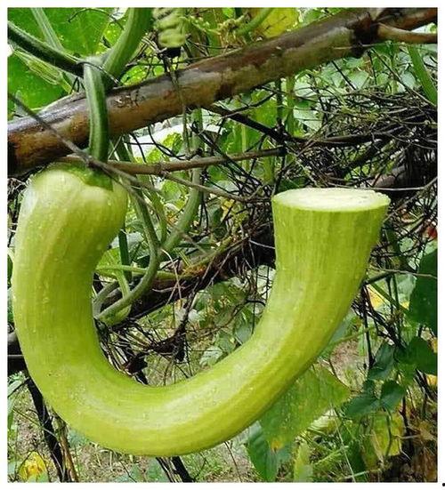 吃瓜就吃大瓜什么意思啊 第1张 吃瓜就吃大瓜什么意思啊 第1张