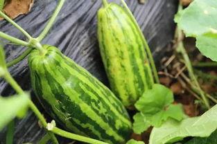 吃瓜就吃大瓜什么意思啊 第2张 吃瓜就吃大瓜什么意思啊 第2张