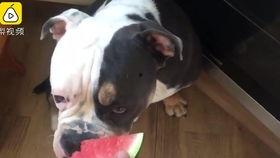 狗狗半夜吃瓜,狗狗的神秘夜食之谜