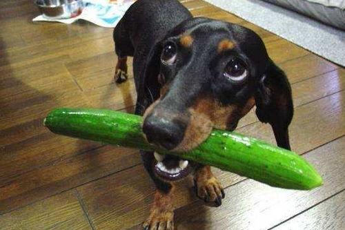 狗狗半夜吃瓜,狗狗的神秘夜食之谜