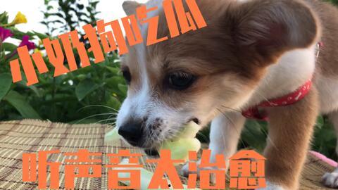 狗狗半夜吃瓜,狗狗的神秘夜食之谜