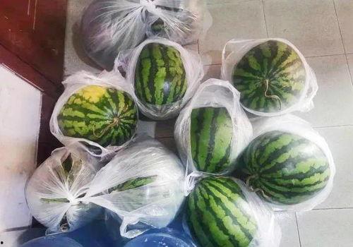 给翠花送瓜吃 第2张 给翠花送瓜吃 第2张