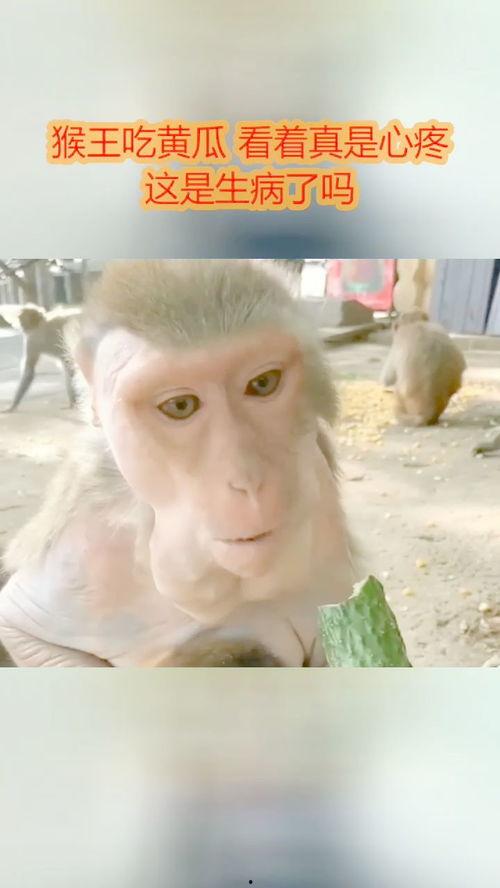 猴王吃瓜视频