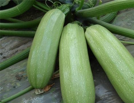 吃囊瓜有什么好处