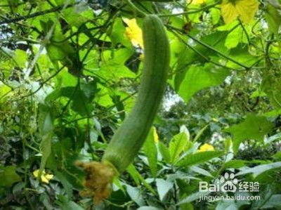 丝瓜水瓜怎么吃