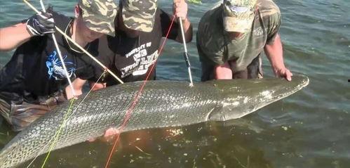 淡水瓜卵可以吃吗