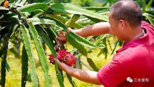 吃瓜摘果摸鱼,吃瓜摘果摸鱼的悠闲生活