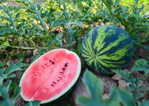 夏天吃瓜指的是什么瓜,揭秘“夏天吃瓜”的瓜类奥秘
