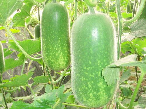 吃白瓜瘦吗,揭秘吃白瓜真的能瘦吗？”