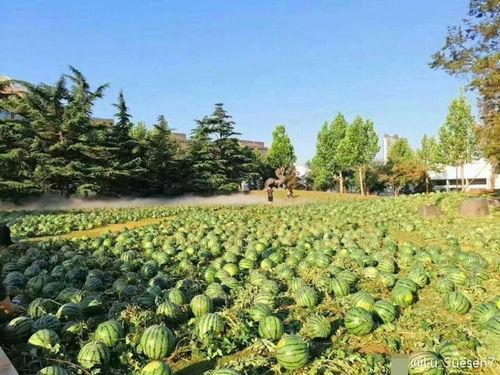 职业学校吃瓜,揭秘校园生活趣事  第2张