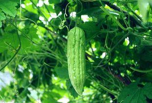 瓜姐天天吃瓜,揭秘娱乐圈那些不为人知的幕后故事  第2张