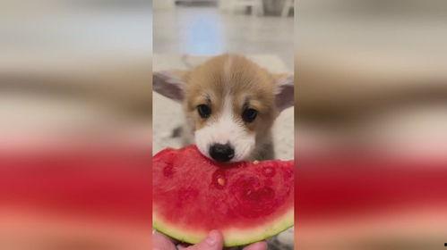 小狗可以吃拉瓜吗,揭秘拉瓜是否适合宠物犬食用  第2张